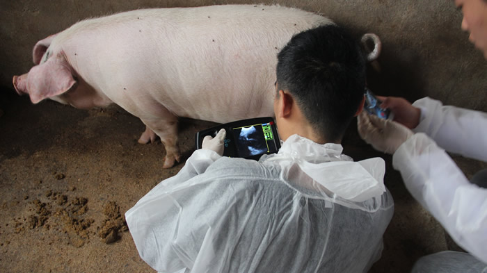 便攜式豬用B超,便攜豬用B超,便攜豬用B超機(jī),豬用B超機(jī)特點(diǎn),豬用B超機(jī)用途,豬用B超機(jī)如何操作