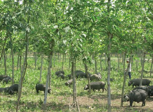 獸用B超機,獸用b超,獸用孕檢B超,豬用B超機,林下養豬