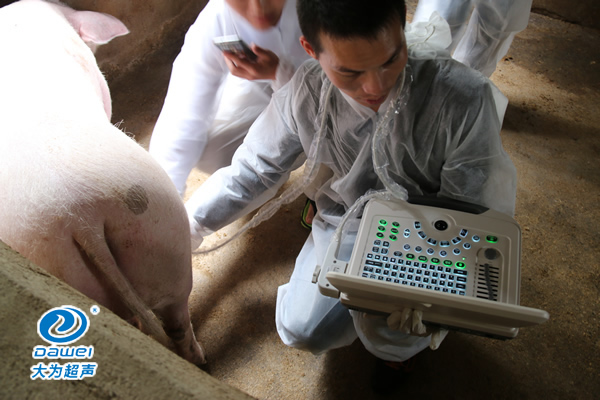 獸用B超機,獸用b超,獸用孕檢B超,母豬驗孕儀,豬用驗孕儀,豬用b超