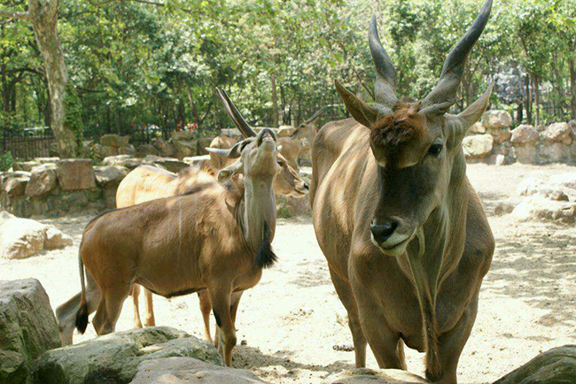 大為醫療上海游參賽作品